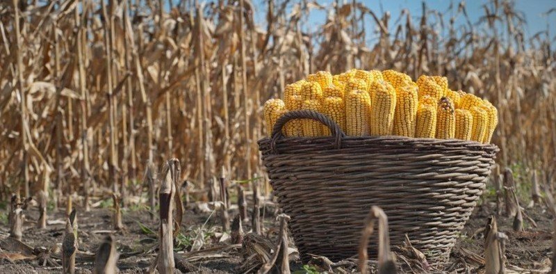 Массовые посевы кукурузы год