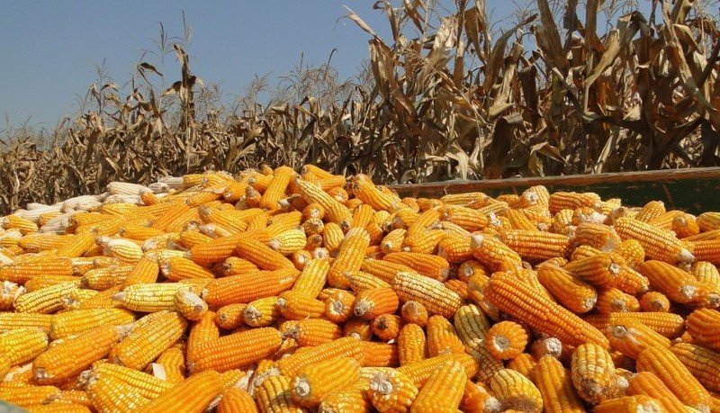 Поле с кукурузой в краснодарском крае