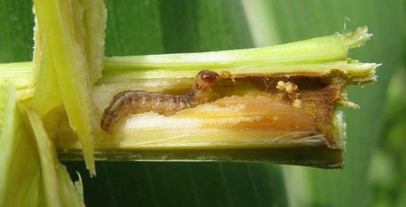 Стеблевой кукурузный мотылек гусеница