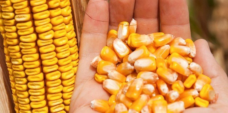 Зубовидная кукуруза зерно