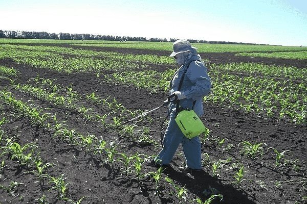 Опрыскивание кукурузы гербицидом