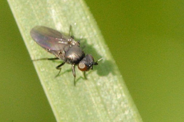 Шведская муха на озимой пшенице