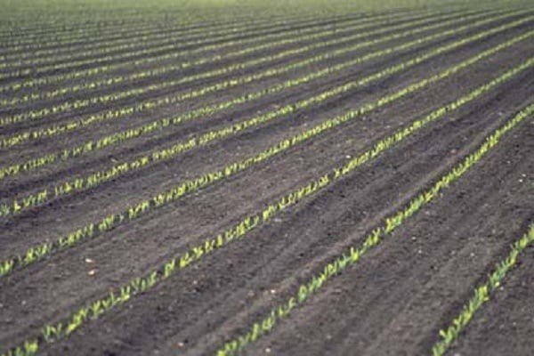 Силос кукурузы технология