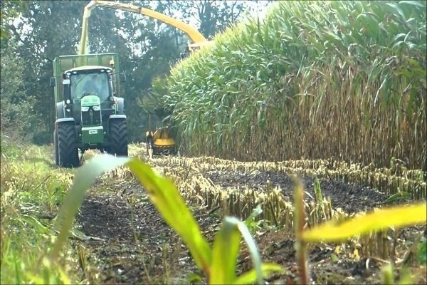 Технология уборки кукурузы на силос