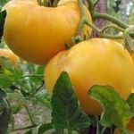 Деликатесный томат «Лимонный Гигант»: описание сорта, особенности выращивания, фото помидоров