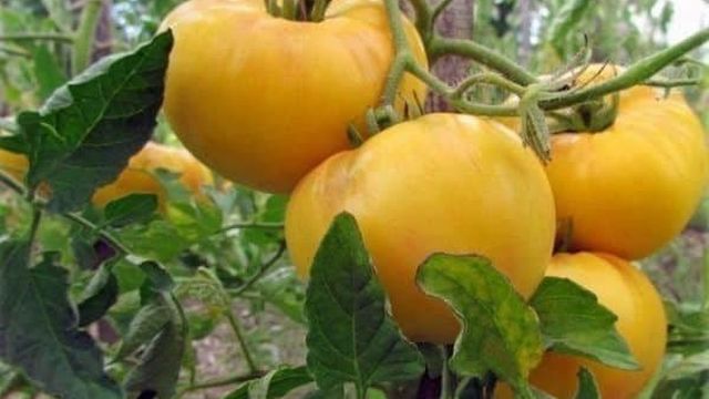 Томат "Гигант Лимонный": описание сорта, фото плодов-помидоров, выращивание и уход