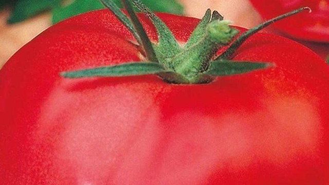 Томат "Микадо Красный": описание помидора с устойчивым иммунитетом и отличными вкусовыми качествами Русский фермер