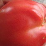 Характеристика и описание томата “Петруша огородник”