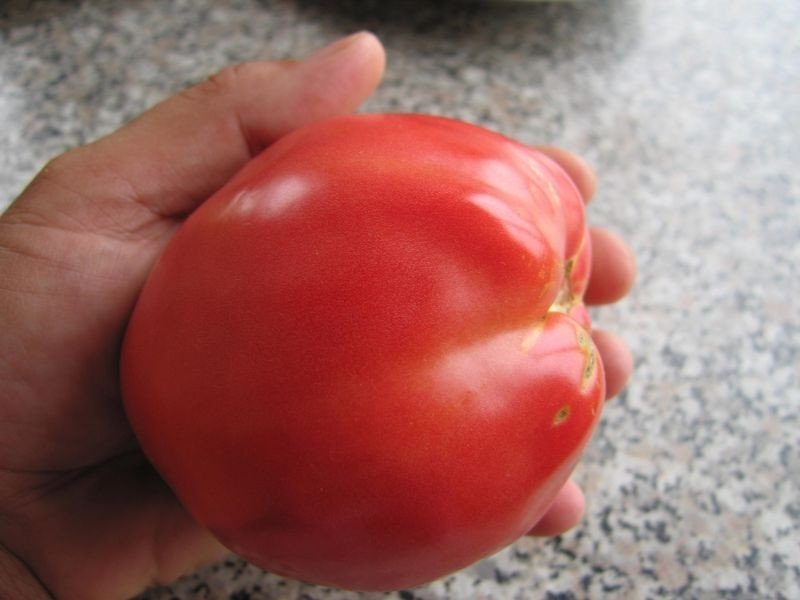 Сорта томатов петруша