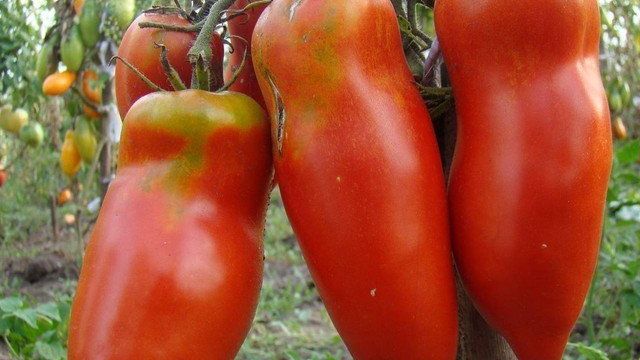 Характеристика томата алый мустанг и выращивание рассадным методом