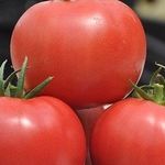 Израильский гибрид первого поколения — томат «Пинк Клер» f1