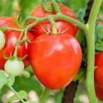 Как собрать двойной урожай скороспелых томатов «Анюта F1»