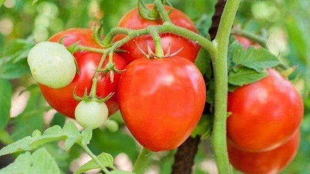 Как собрать двойной урожай скороспелых томатов «Анюта F1»