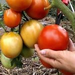 Коррида с томатами: характеристика и описание сорта «Бычье сердце красное»