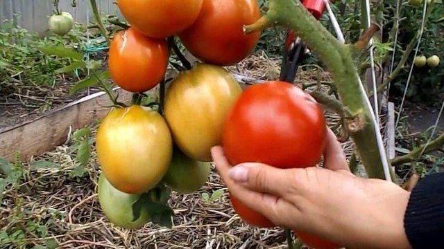 «Бычье сердце красное» — томат для выращивания в южных регионах России