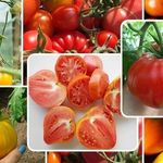 Лучшие сорта помидоров для волгоградской области