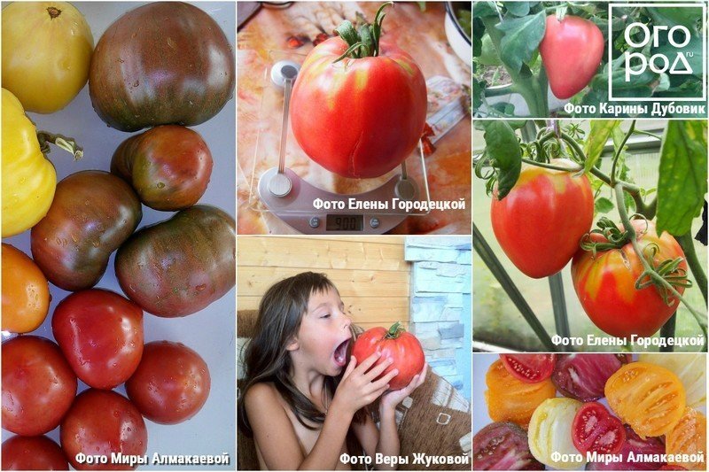 Семена томатов для теплицы из поликарбоната низкорослые