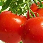 Минимум усилий — томат Безрассадный: описание сорта и особенности его выращивания