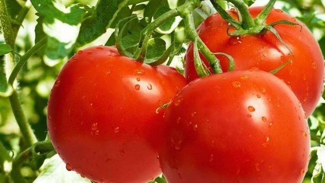 Минимум усилий — томат Безрассадный: описание сорта и особенности его выращивания
