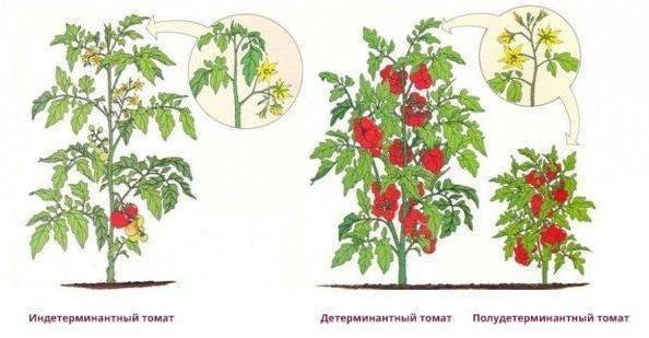 Бычье сердце помидоры детерминантные или индетерминантные