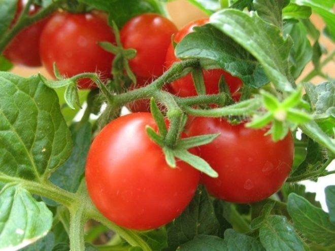 Многолетние помидоры