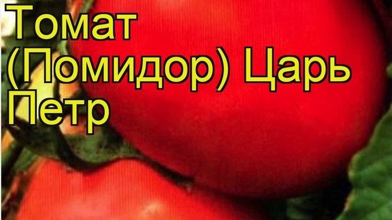 Сорт томата царь петр