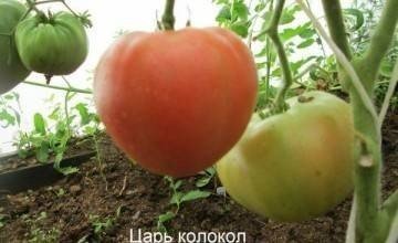 Сорт томата колхозная королева