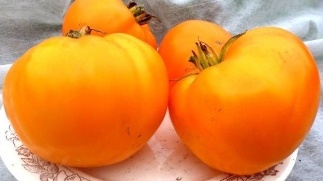 Оригинальный сорт с устойчивостью к жаре — томат Оранжевый Бой F1