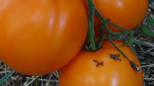 Томат "Илья Муромец": описание и характеристики сорта вкуснейших помидор Русский фермер