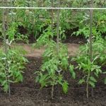Посадка томатов в открытый грунт семенами: подбор сортов, методы ухода