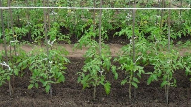 Посадка томатов в открытый грунт семенами: подбор сортов, методы ухода