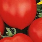 Продуктивный сорт с долгохранящимися плодами — томат Юбилейный Тарасенко
