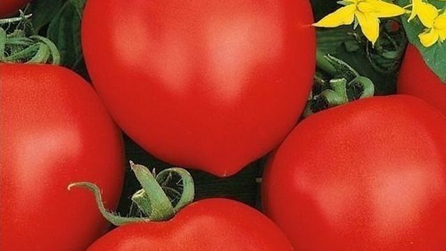 Томат Юбилейный Тарасенко: отзывы тех кто сажал помидоры об их урожайности, характеристика и описание сорта, видео и фото семян