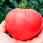 «Розовые щечки» – помидоры, способные очаровать самого требовательного садовода