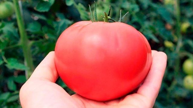 «Розовые щечки»: описание сорта томатов, характеристики и отзывы садоводов
