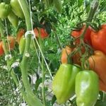 Сорт для теплиц — томат Сицилийский перчик: отзывы об урожайности помидоров, описание куста