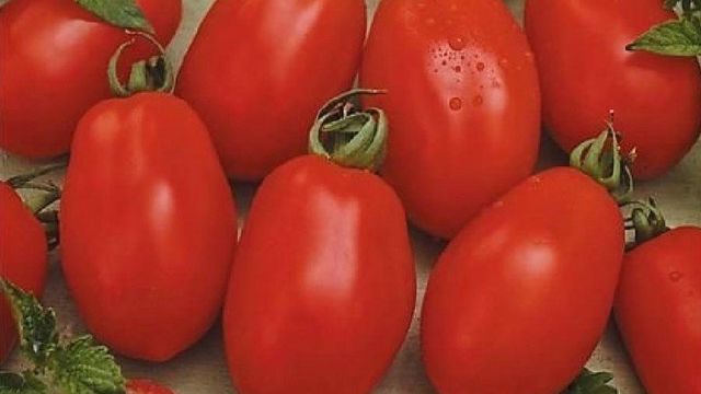 Томат "Рио Гранде": описание и урожайность сорта, характеристики плодов, фото помидоров Русский фермер