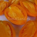 Сорт томата золотой кенигсберг