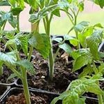 Среднеранний гибрид — томат «Мажор» f1. Всё о выращивании, а также описание сорта и характеристика