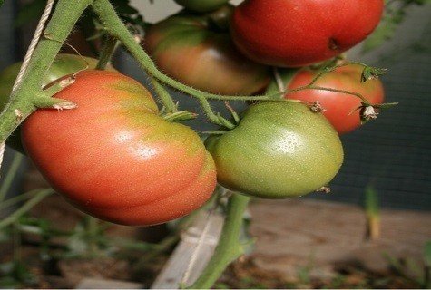 Сорт помидоров который зреет в своей оболочке
