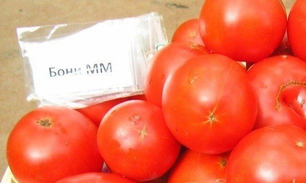 Сорт томатов бони м