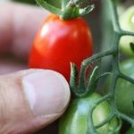 Томат Комнатный сюрприз: характеристика и описание сорта, фото семян, отзывы тех кто выращивал помидоры дома об их урожайности