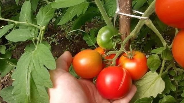 Леопольд: описание сорта томата, характеристики помидоров, посев