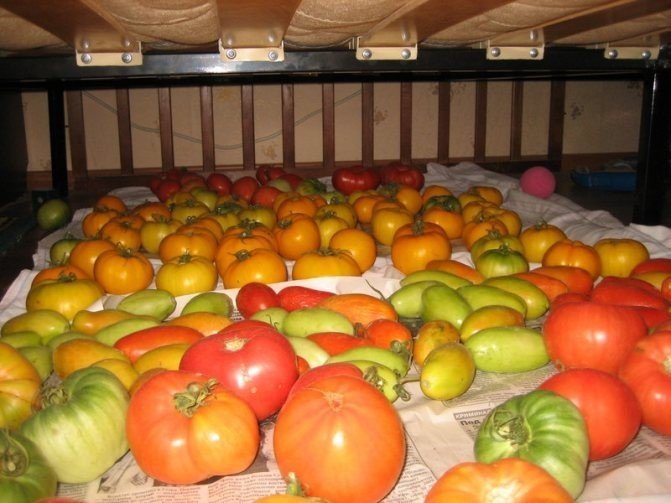 Минусинские сорта томатов борис сонин