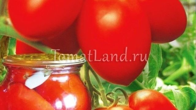Томат Обжорка — описание сорта, отзывы, урожайность