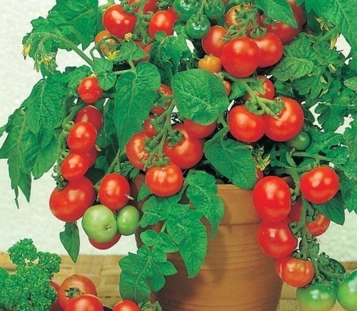 Балконное чудо помидоры