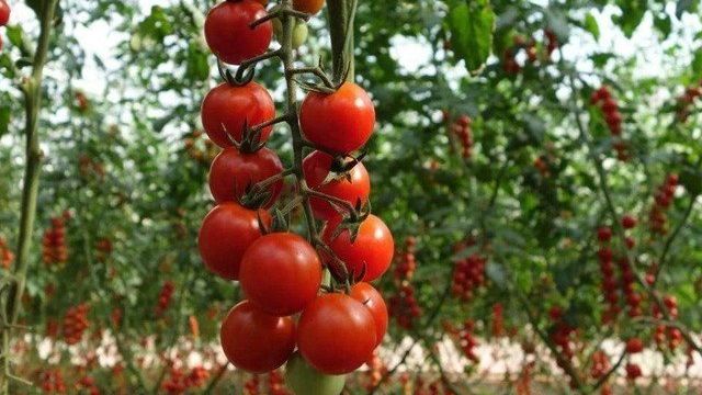 Пуговка: описание сорта томата, характеристики, агротехника помидоров