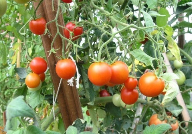 Сибирский скороспелый томат