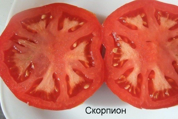 Сорт помидор канопус