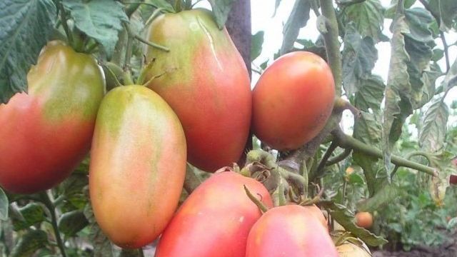 Томат Солоха: отзывы тех кто сажал помидоры об их урожайности, характеристика и описание сорта, фото куста